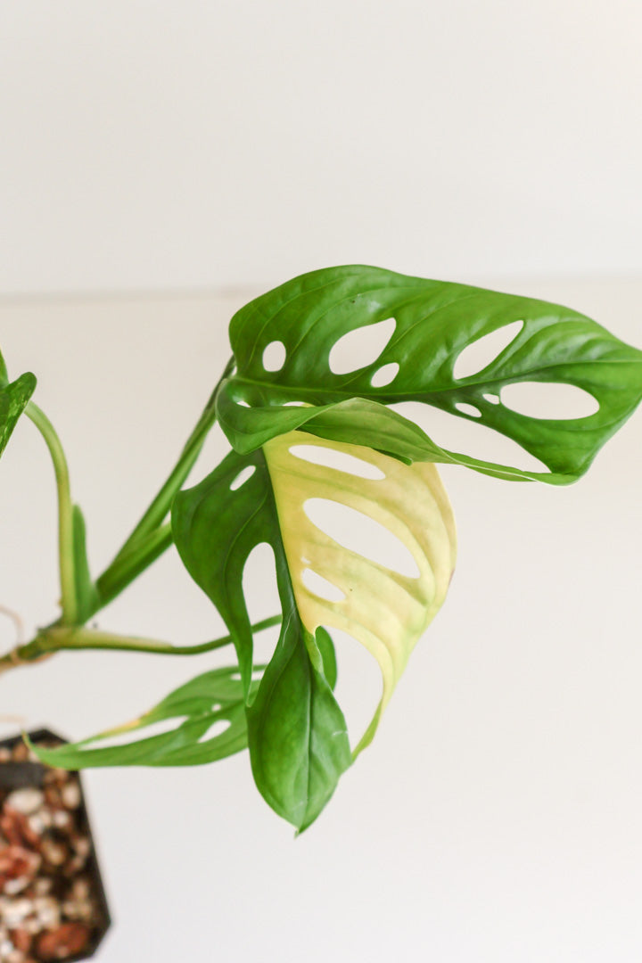 Monstera Adansonii variegated