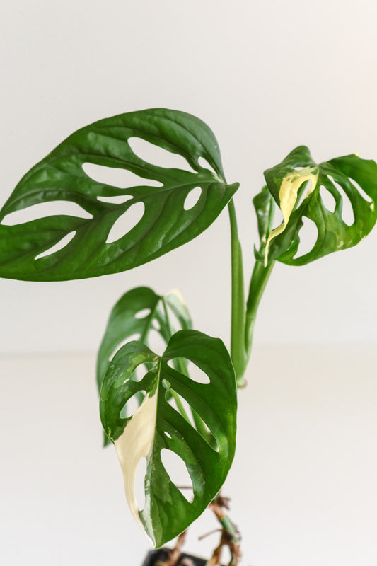 Monstera Adansonii variegated