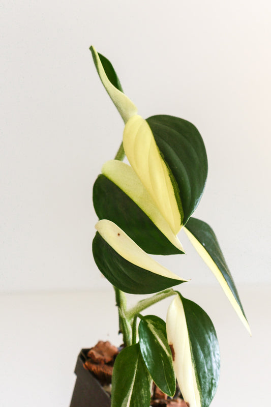 Monstera standleyana aurea