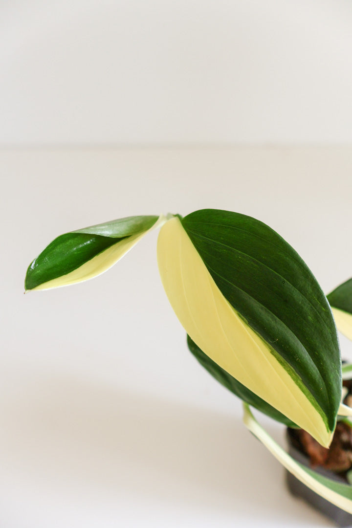 Monstera standleyana aurea