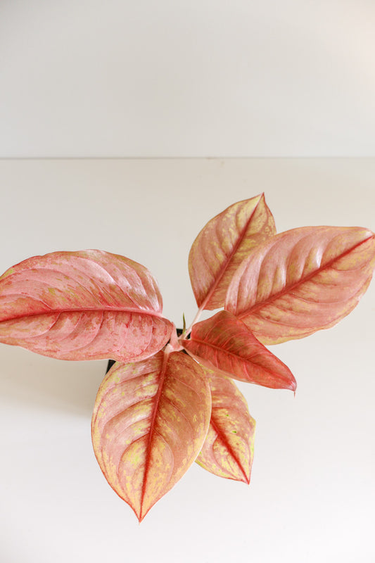 Aglaonema 'kamraithong'