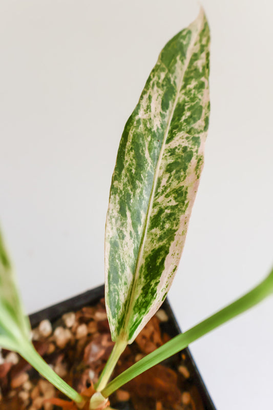 Anthurium Renaissance variegated
