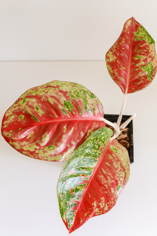 Aglaonema 'mahasetti'