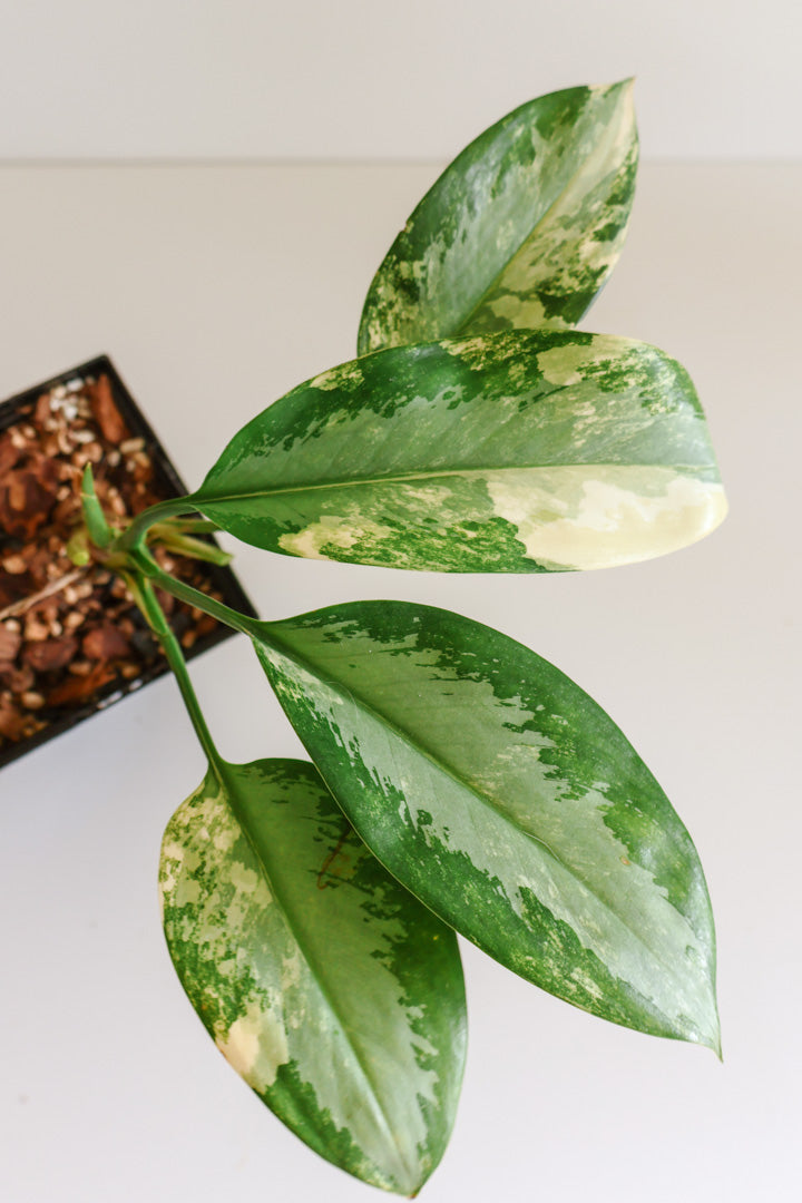 Aglaonema 'Suvarnabhumi'