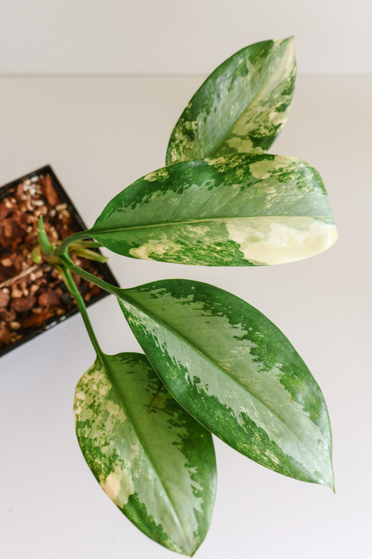 Aglaonema 'Suvarnabhumi'