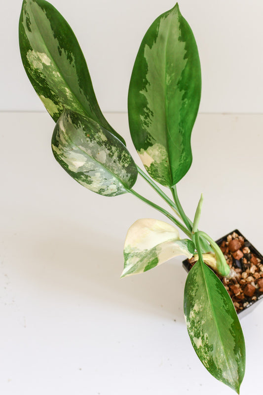 Aglaonema 'Suvarnabhumi'