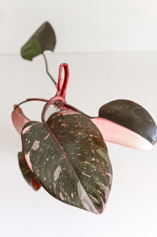 Philodendron Red Anderson