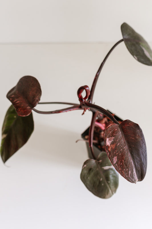 Philodendron Red Anderson