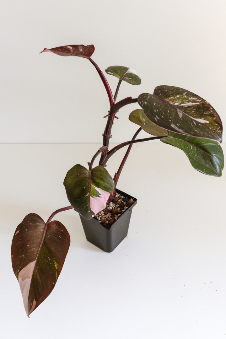 Philodendron Red Anderson