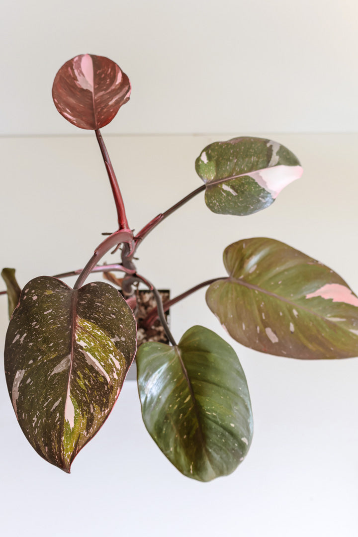 Philodendron Red Anderson