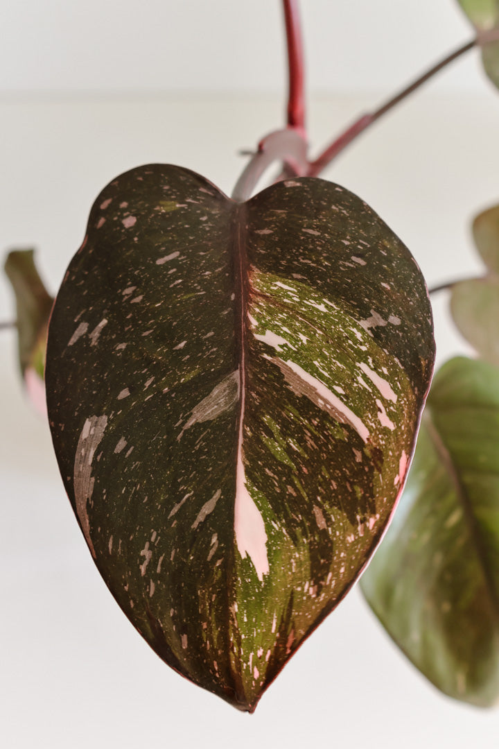 Philodendron Red Anderson