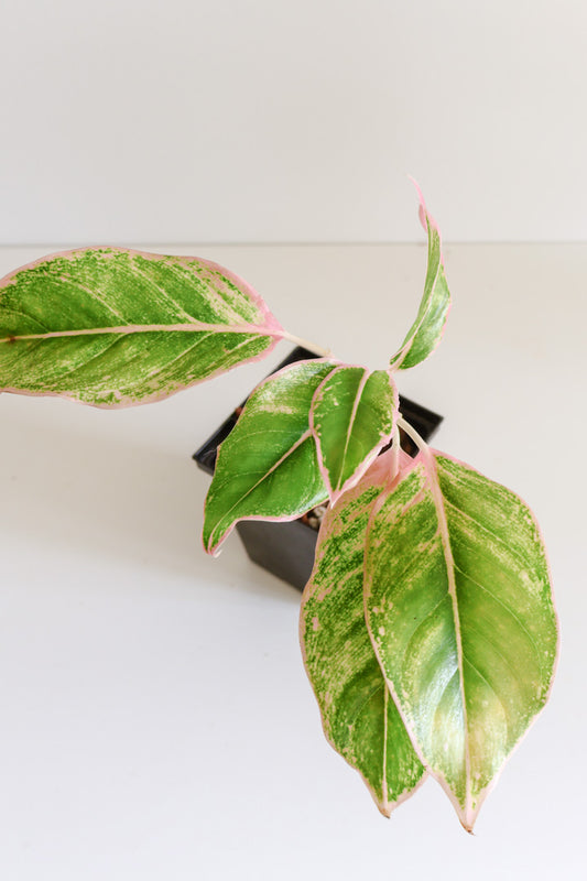 Aglaonema 'Blushing Pink'