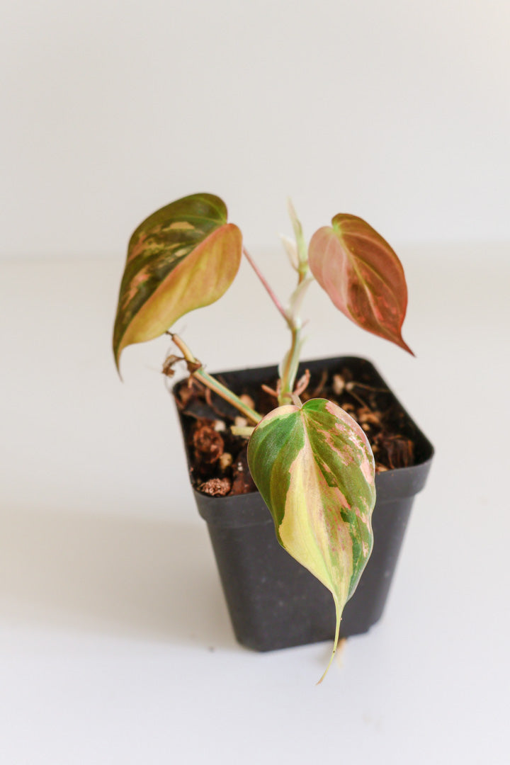 Philodendron Micans variegated