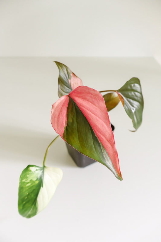 Homalomena Pink Diamond