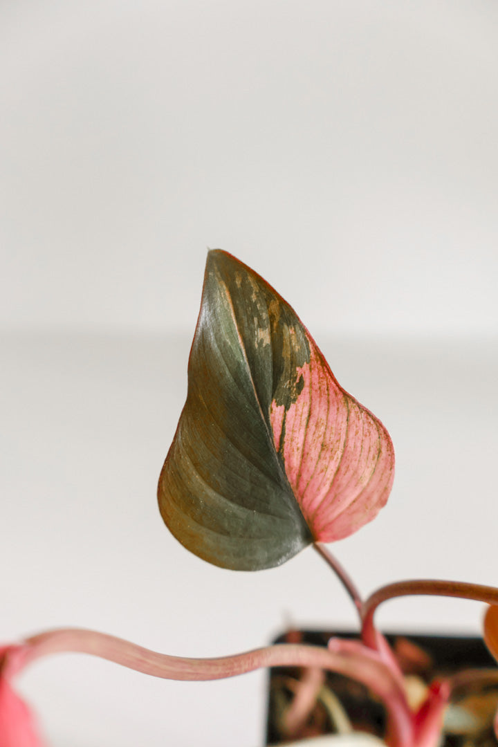 Homalomena Pink Diamond