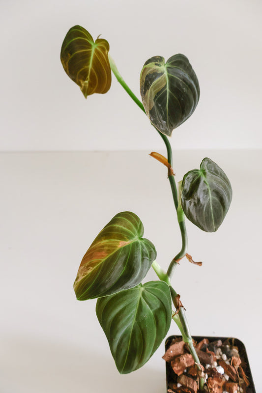 Philodendron Melanochrysum variegated