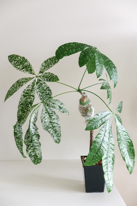 Pachira aquatica variegataged (Money Tree)
