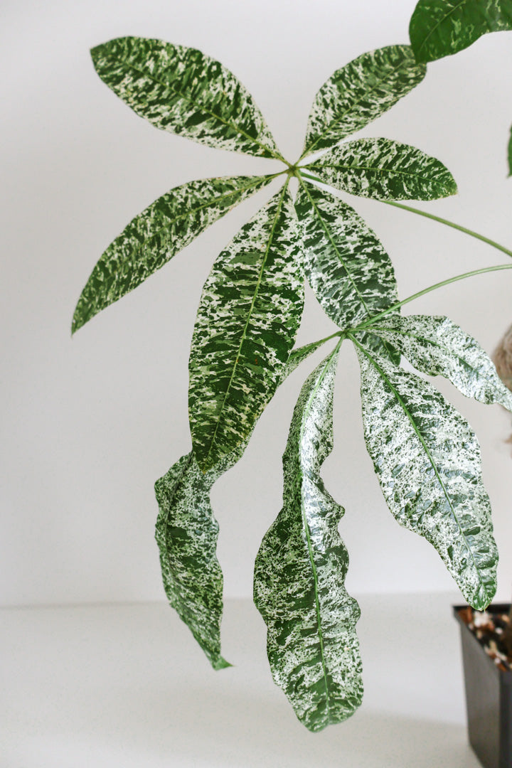 Pachira aquatica variegataged (Money Tree)