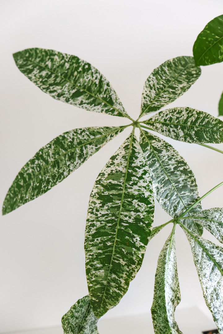Pachira aquatica variegataged (Money Tree)