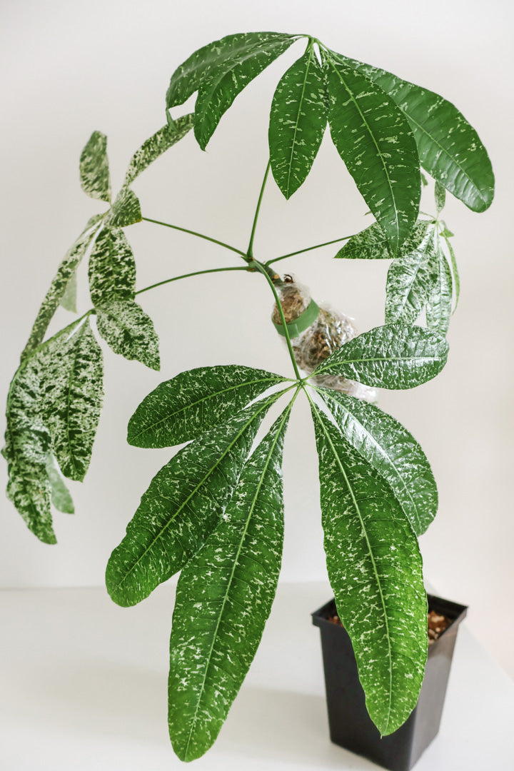 Pachira aquatica variegataged (Money Tree)