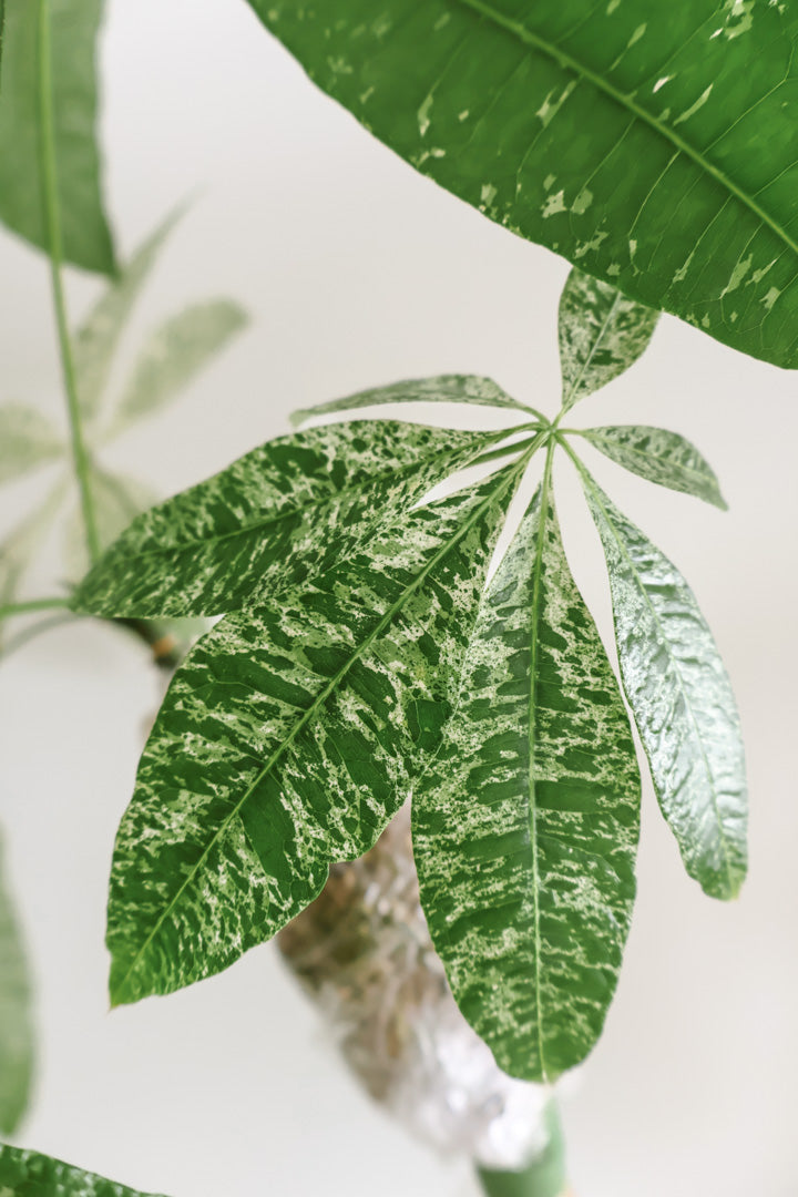 Pachira aquatica variegataged (Money Tree)