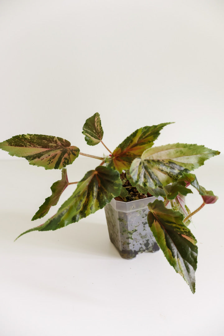 Begonia 'Ginny Galaxy'
