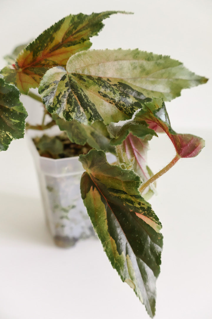 Begonia 'Ginny Galaxy'
