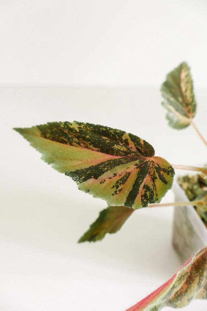 Begonia 'Ginny Galaxy'