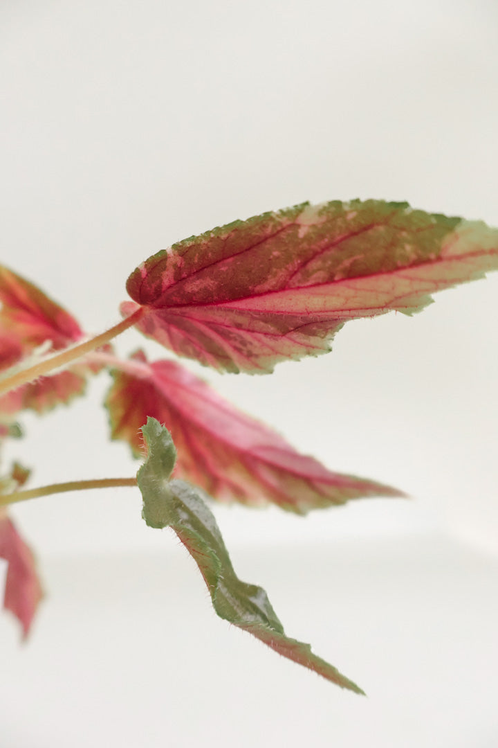 Begonia 'Ginny Galaxy'