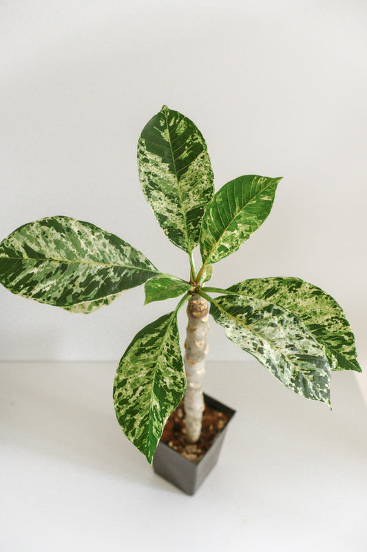 Plumeria Frangipani variegated