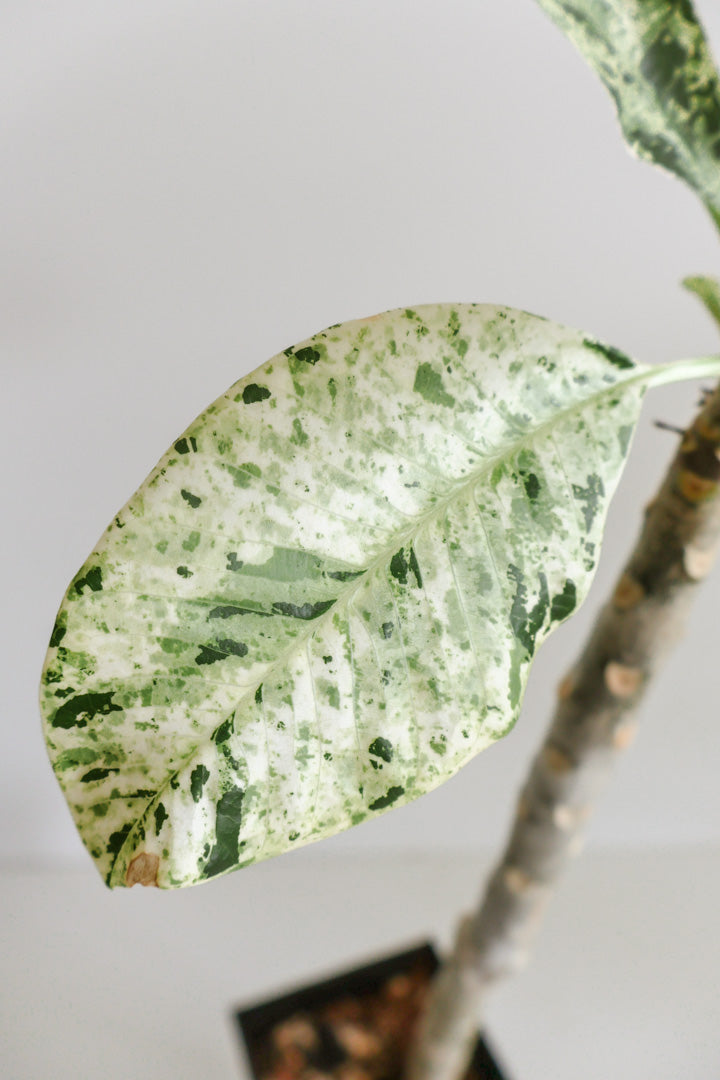 Plumeria Frangipani variegated