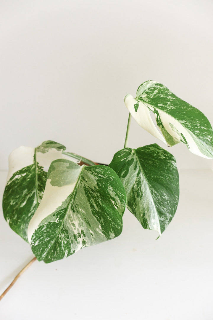 Monstera Deliciosa albo variegated