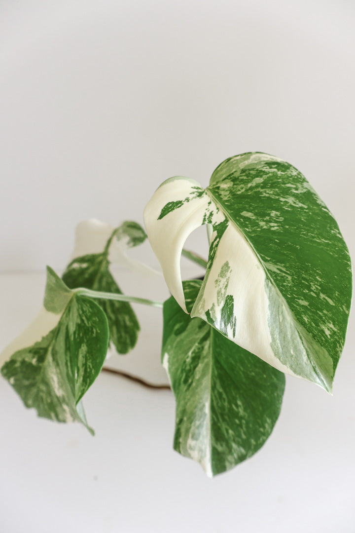Monstera Deliciosa albo variegated