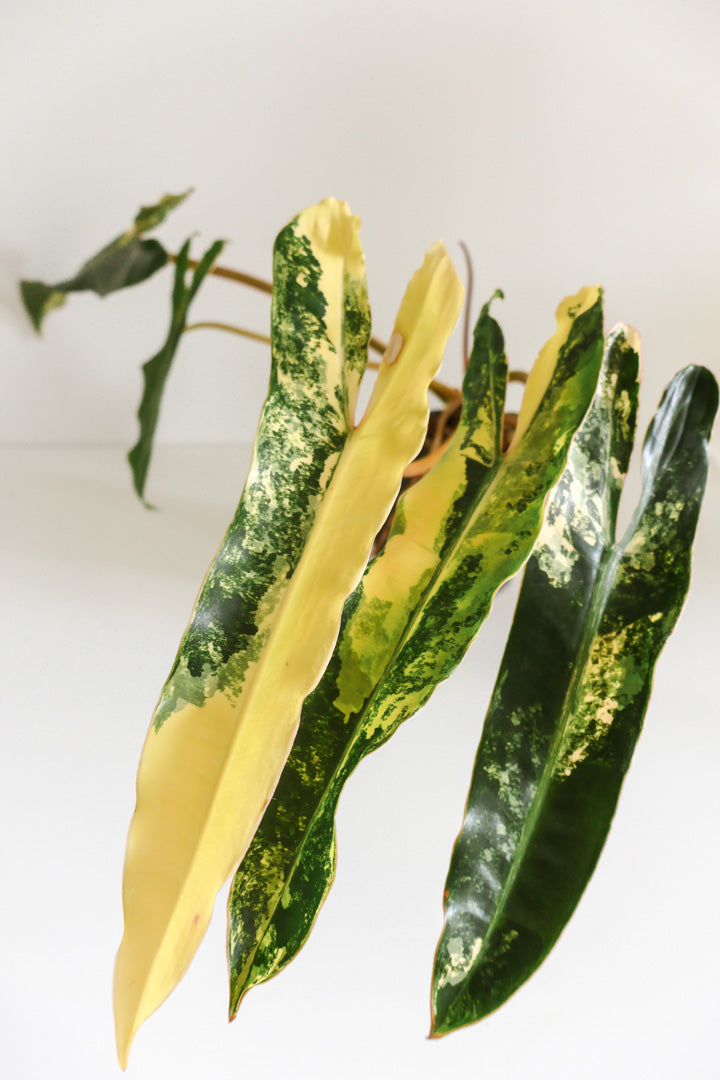 Philodendron Billietiae variegated