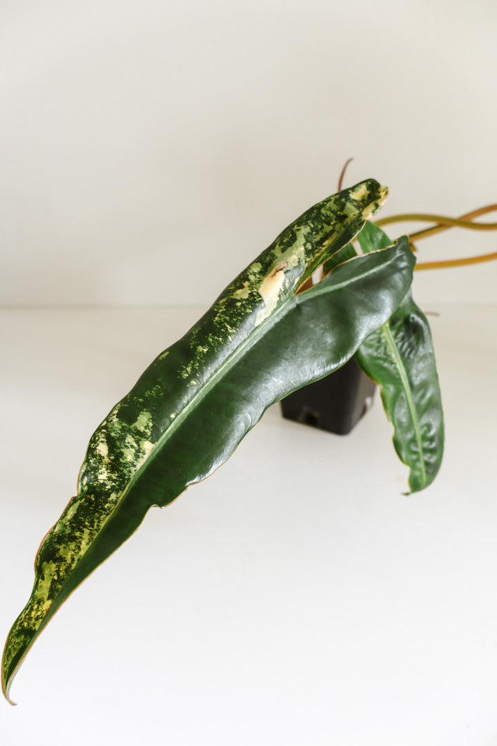 Philodendron Billietiae variegated