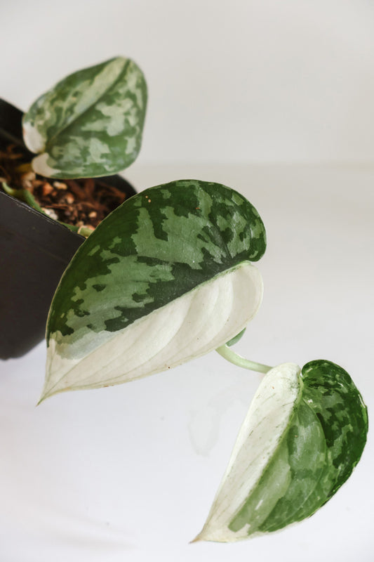 Scindapsus Mayari variegated