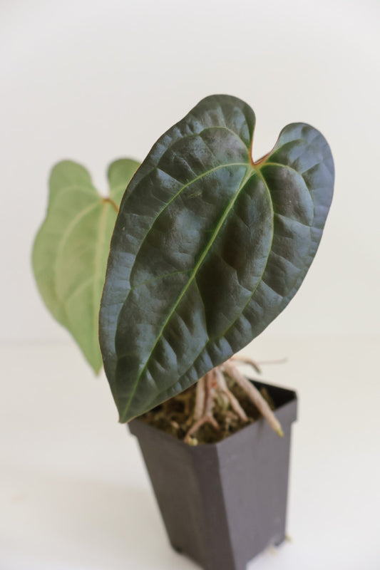 Anthurium papillilaminum 'X-one' x Beaseae