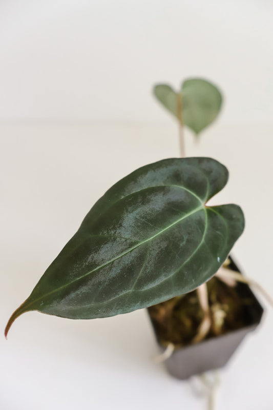 Anthurium papillilaminum 'X-one' x Beaseae