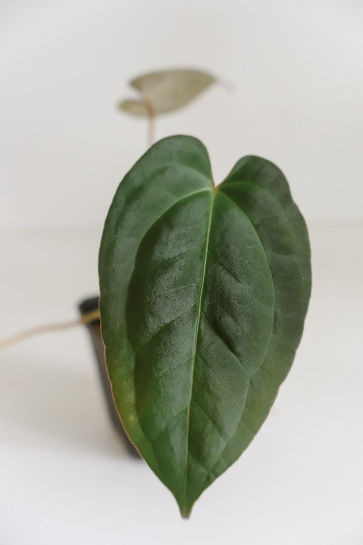 Anthurium papillilaminum 'X-one' x Beaseae