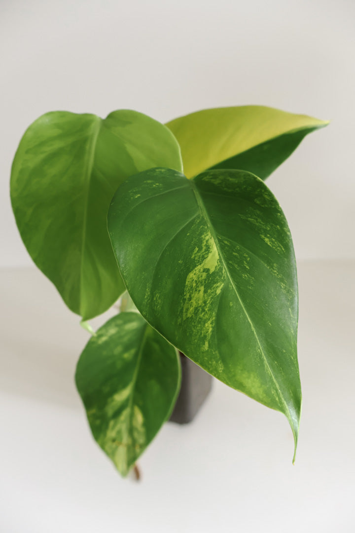 Monstera Deliciosa aurea