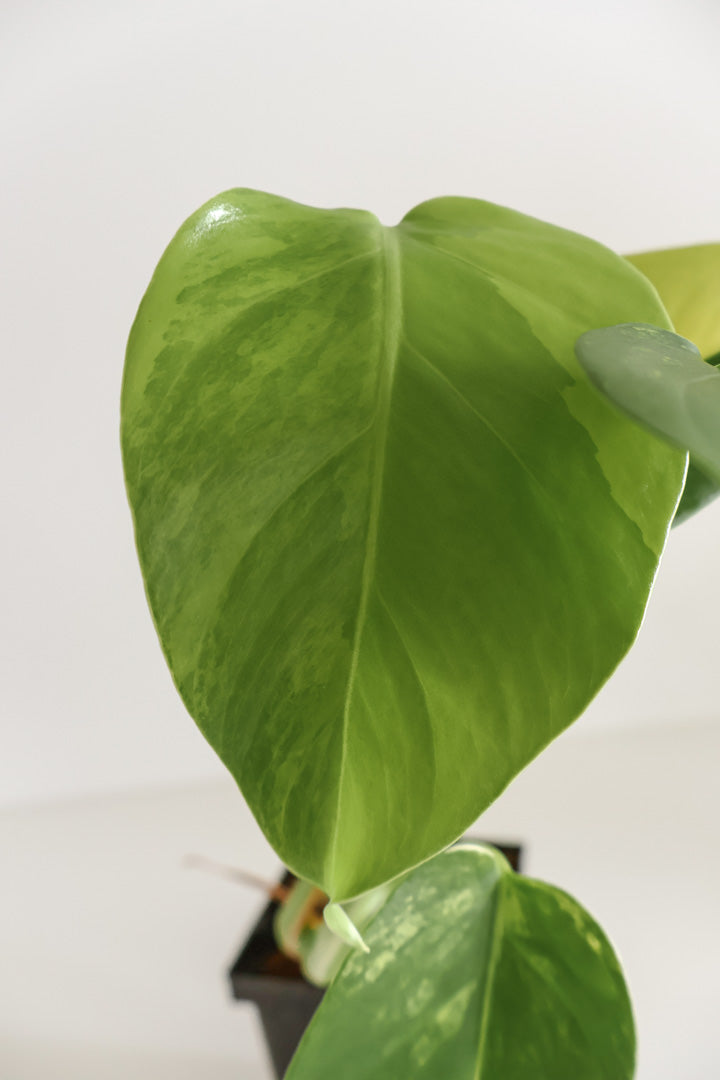 Monstera Deliciosa aurea