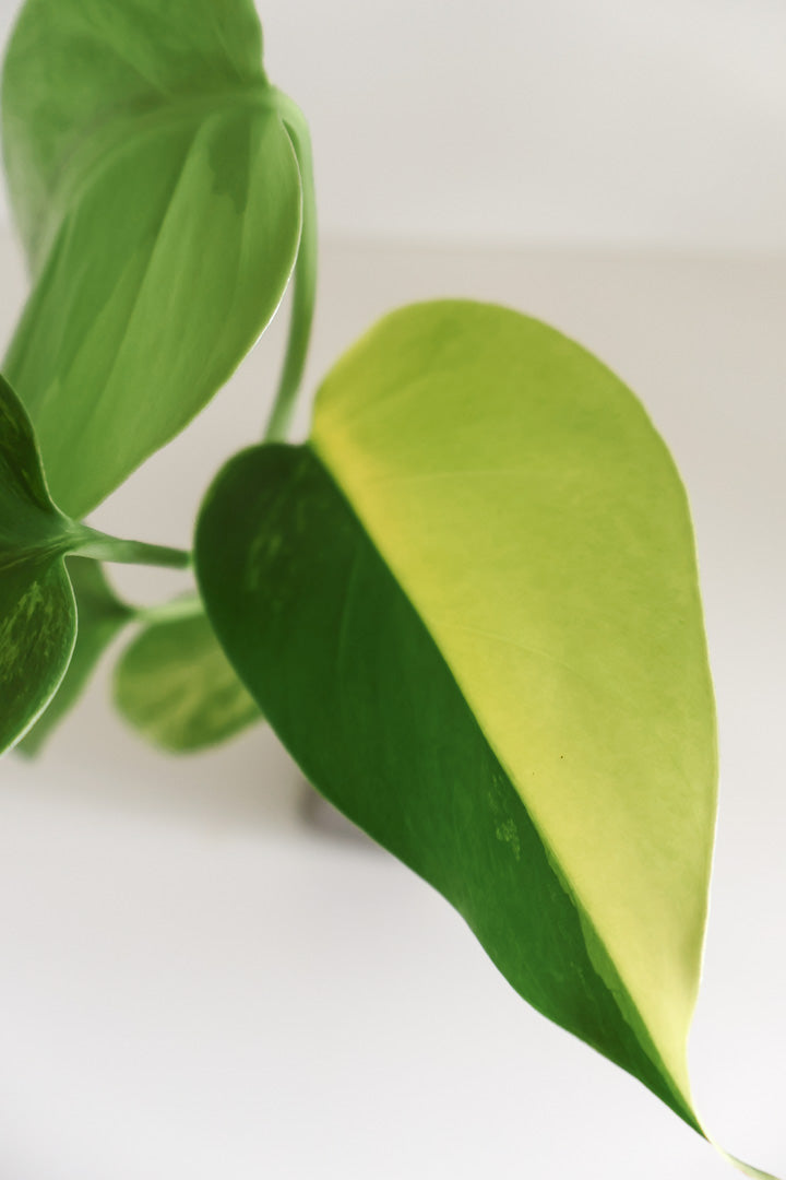 Monstera Deliciosa aurea