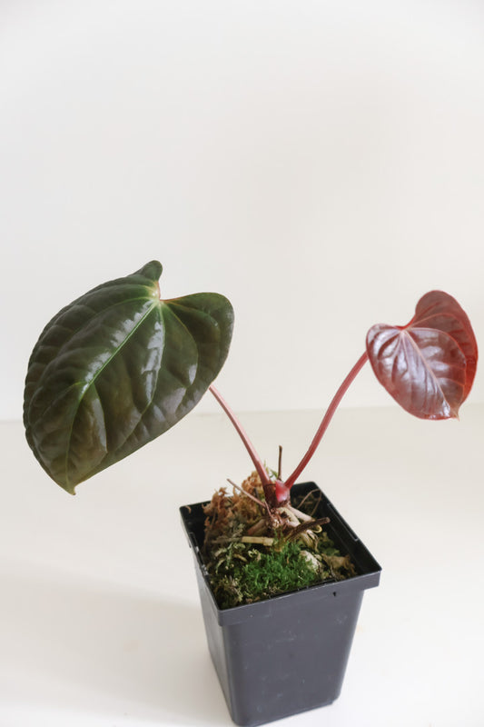 Anthurium Red Crystallinum x Luxurians