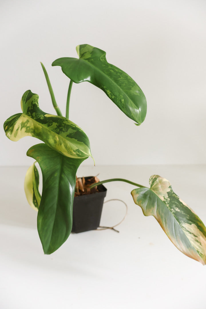 Philodendron Bipennifolium 'Violin’ variegated