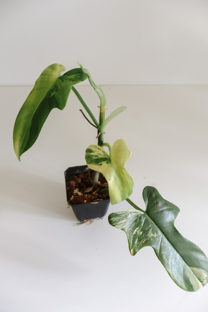 Philodendron Bipennifolium 'Violin’ variegated
