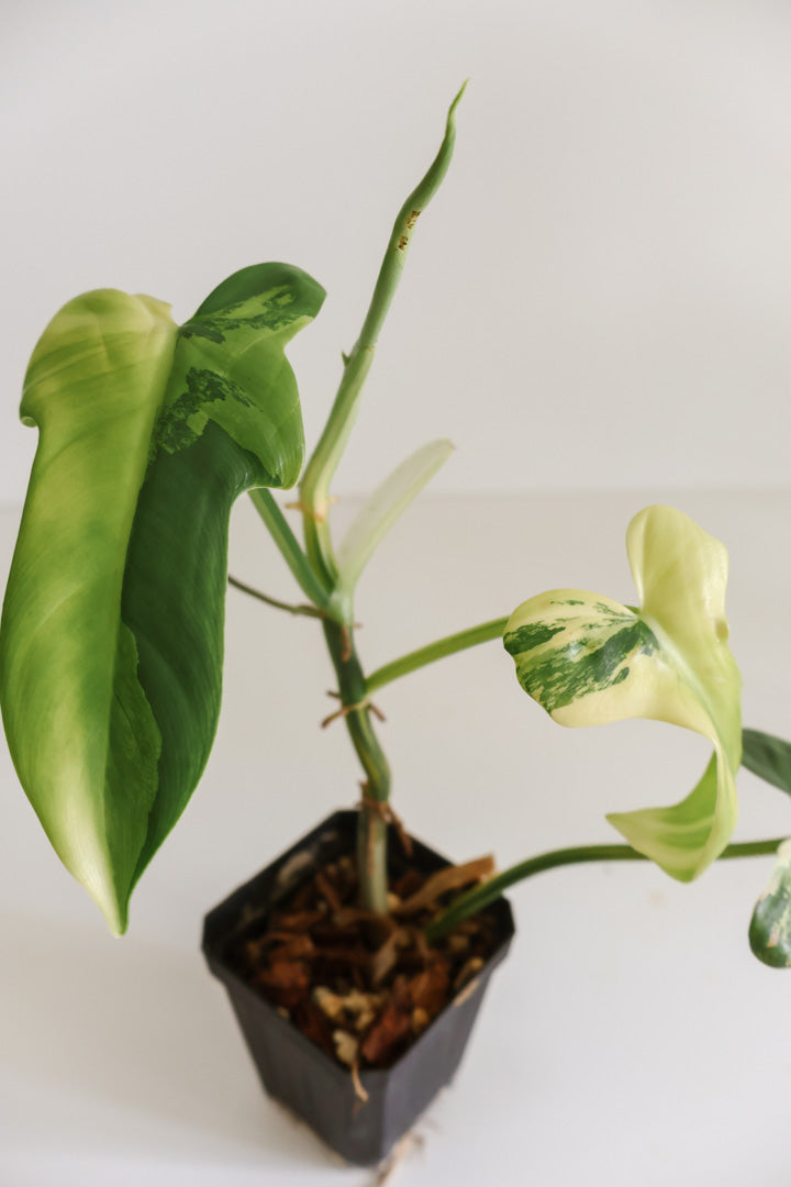 Philodendron Bipennifolium 'Violin’ variegated