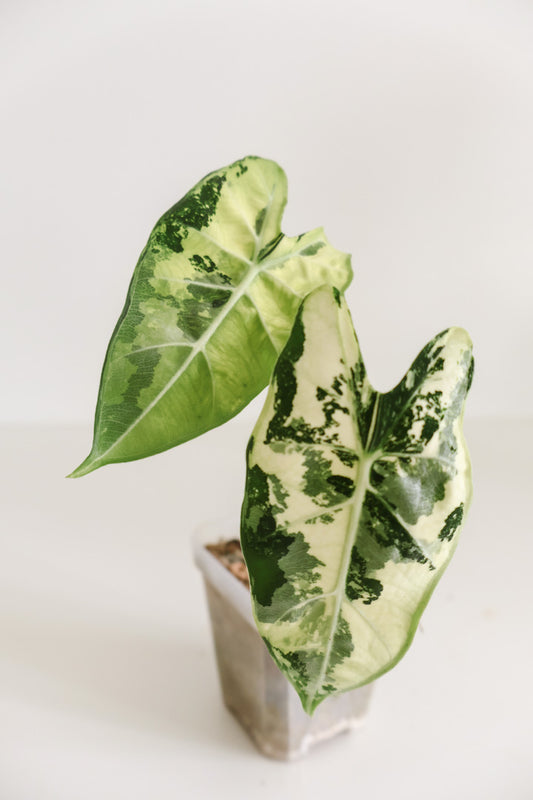 Alocasia Frydek variegated