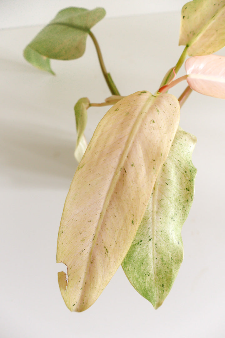 Philodendron Whipple Way
