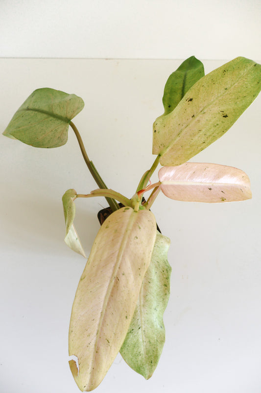 Philodendron Whipple Way