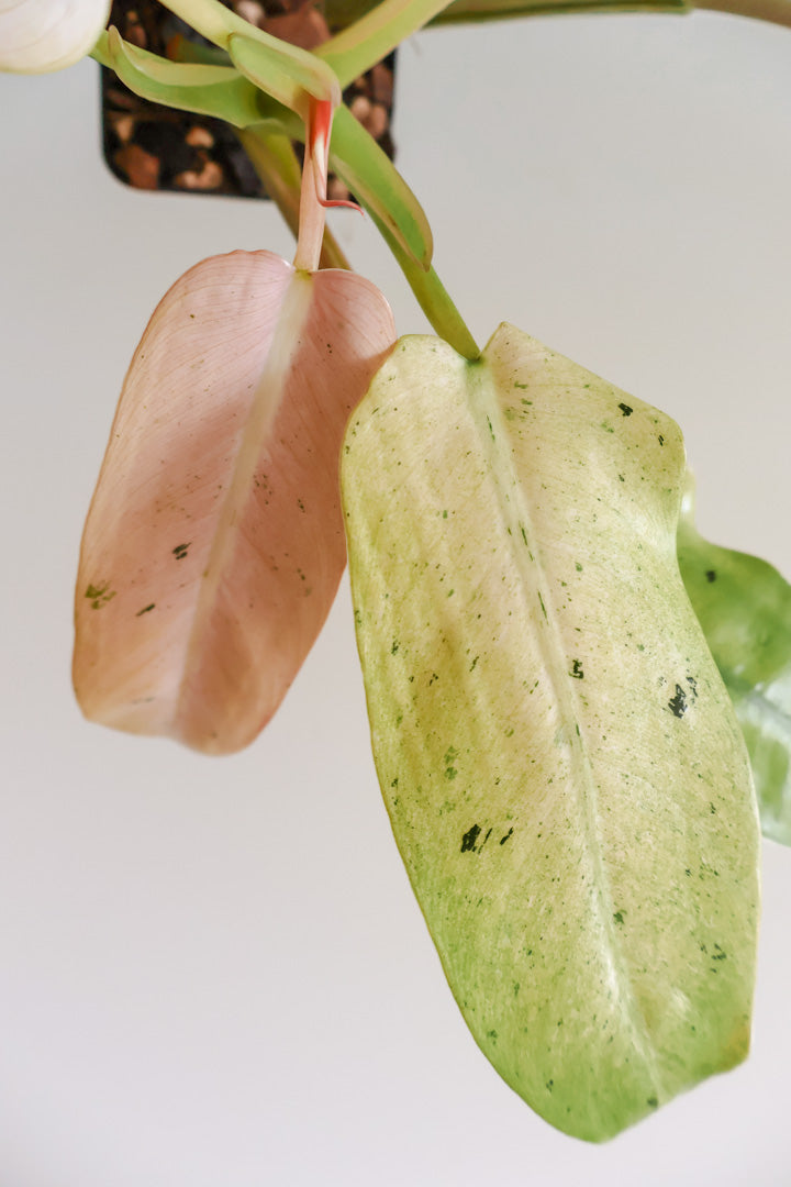 Philodendron Whipple Way